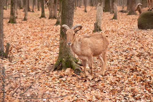 Capricorn. Animal mountain goat in the forest