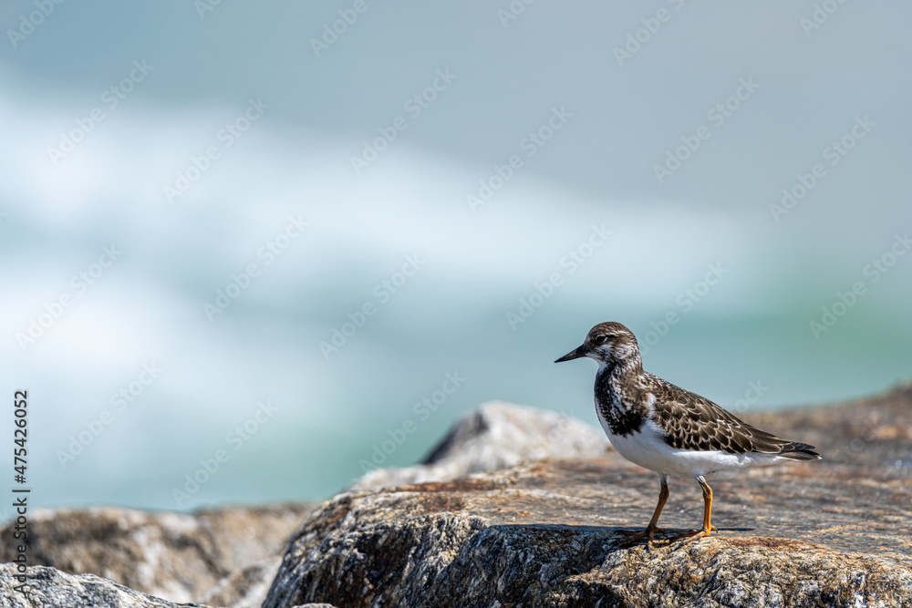 Small Seagull staring at the ocean Small Seagull staring at the ocean