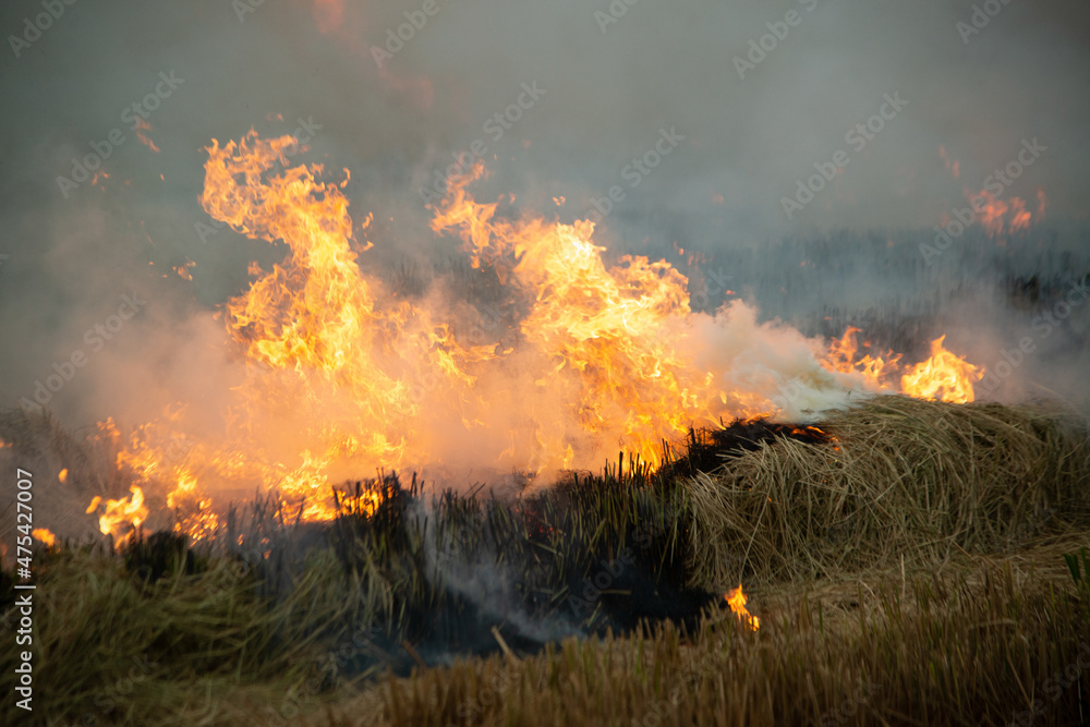 Burning fire and smoke in fields, open fields, where farmers burn for Destroys grass and dry paddy fields. causing environmental problems and Air pollution..