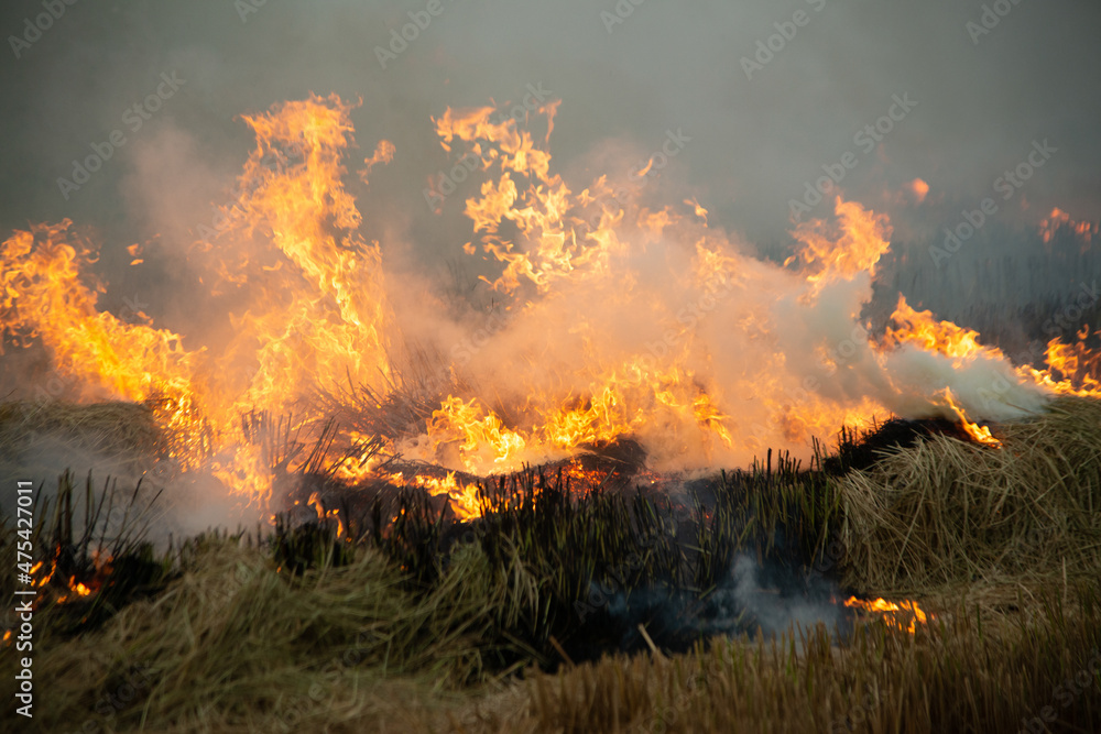 Burning fire and smoke in fields, open fields, where farmers burn for Destroys grass and dry paddy fields. causing environmental problems and Air pollution..