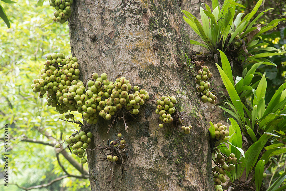 Fig fruit Ficus Racemosa, which grows in nature. This type of tree can be found in the forests of Thailand everywhere. Red and green Thai fruit figs.. Fig fruit Ficus Racemosa, which grows in nature. This type of tree can be found in the forests of Thailand everywhere. Red and green Thai fruit figs..