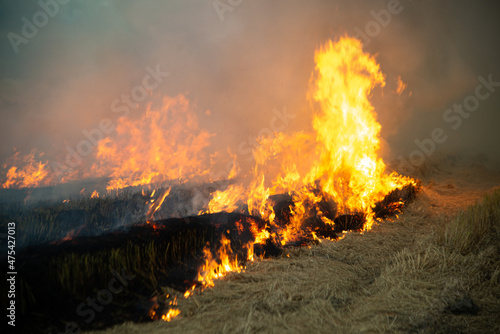 Burning fire and smoke in fields, open fields, where farmers burn for Destroys grass and dry paddy fields. causing environmental problems and Air pollution..