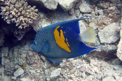 emperor fish in aquarium