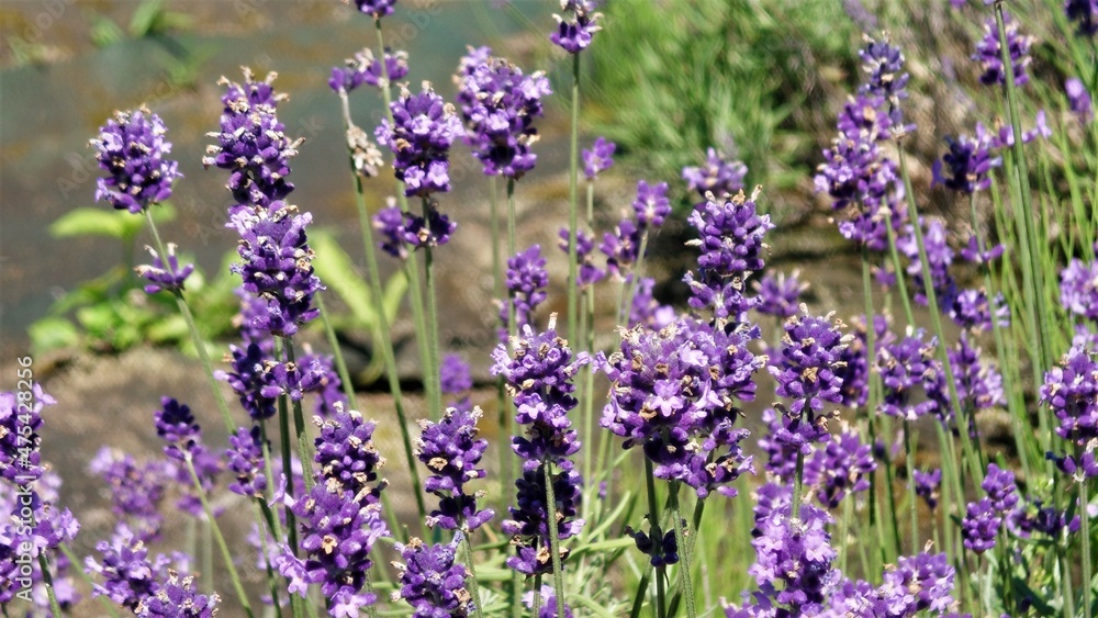 Obraz premium lavender