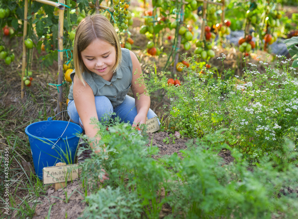 Smiling little girl at tomato plant in privat garden Stock Photo ...