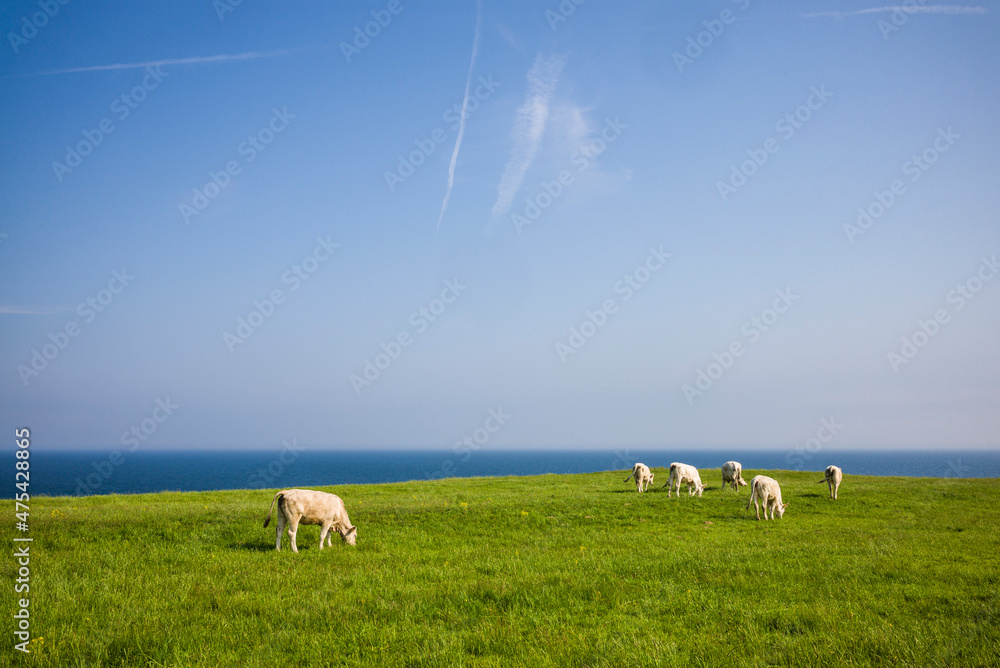 Southern Sweden, Kaseberga, field with cows Southern Sweden, Kaseberga, field with cows