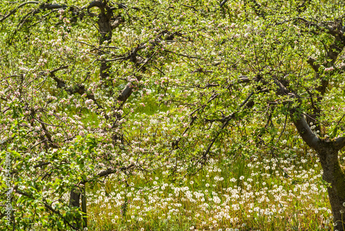 Southern Sweden, Kivik, Sweden's apple capital, apple orchard in springtime