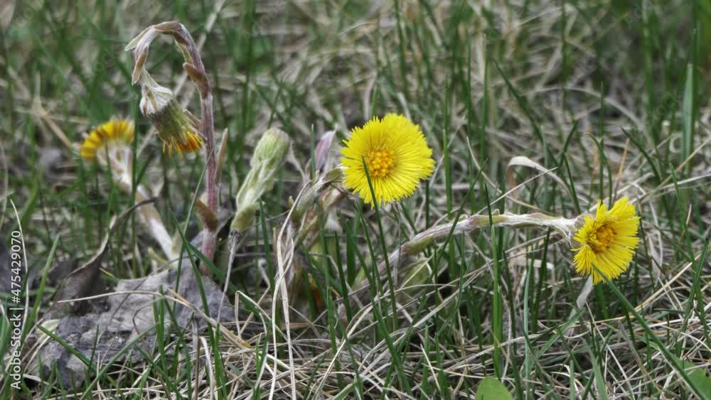 In the field, a yellow flower swaying in the wind, mother and stepmother. In the field, a yellow flower swaying in the wind, mother and stepmother.