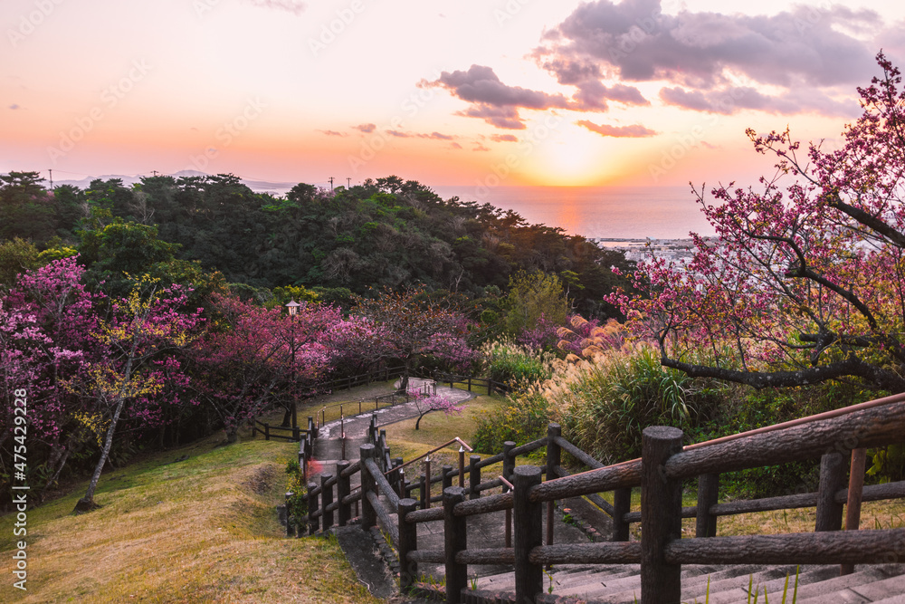 Beautiful view of the park with sakura. Cherry blossoms, Okinawa, Japan.