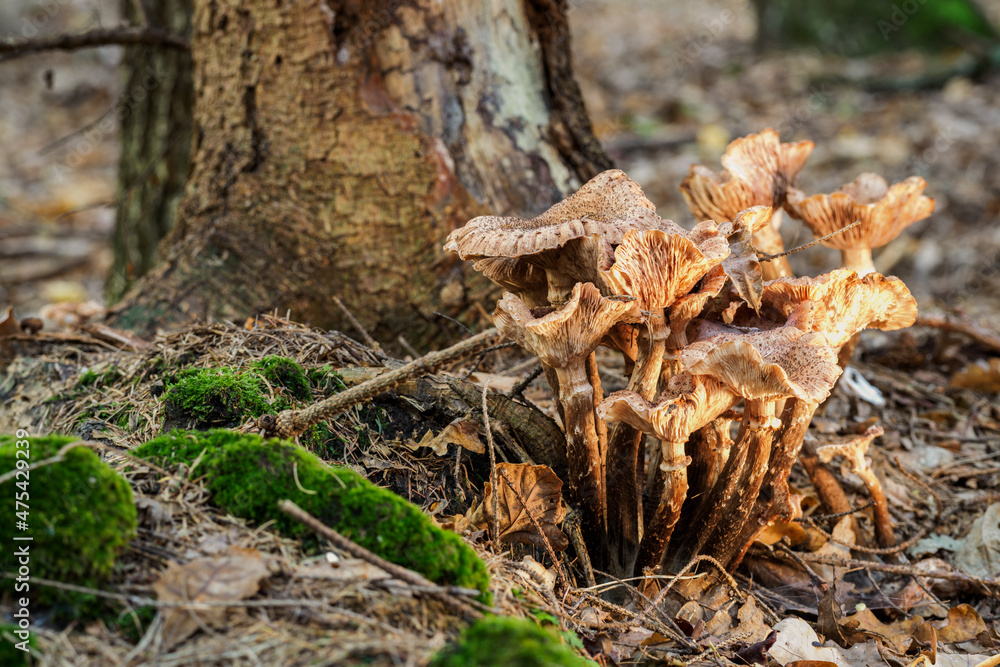 Mushroom growing near a tree trunk in the forest.