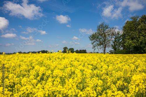 Southern Sweden  Boste lage  filed with yellow flowers  springtime