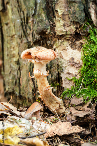 Mushroom growing near a tree trunk in the forest.
