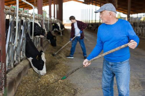 Mature male farmer who is feeding beasts at the cow farm
