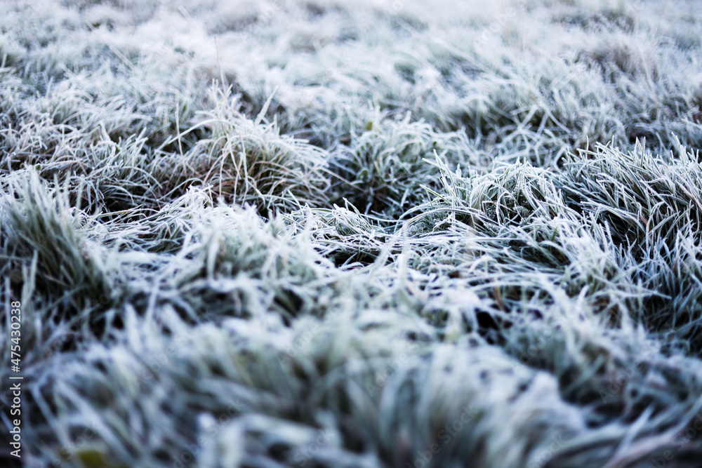 Obraz premium Icy Grass, London, England