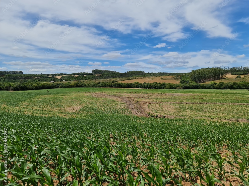 plantio milho, soja, agronegócio, vida, riqueza plantio milho, soja, agronegócio, vida, riqueza