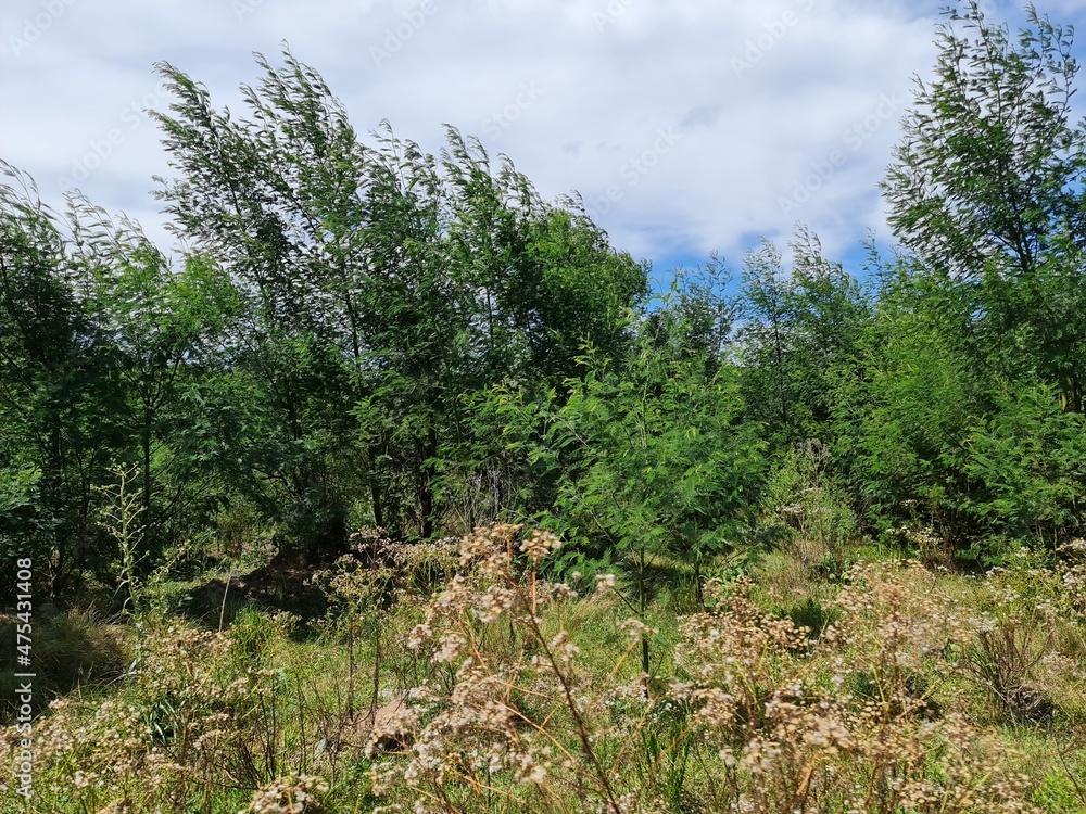 plantio de acácia negra