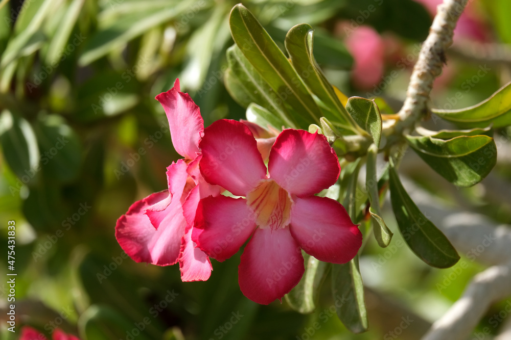 Fototapeta premium Adenium multiflora (Latin - Adenium Multiflorum) in the Ein Gedi Botanical Garden