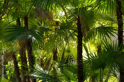 Paurotis palm, Everglades palm or Madeira palm in Ein Gedi Botanical Garden