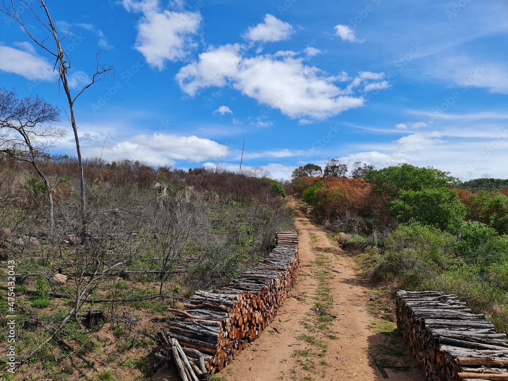 Catinga Solo rido Mato Queimado Seca Estiagem Stock Photo Adobe 