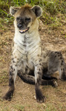 Vertical shot of a hyena sitting in wilderness