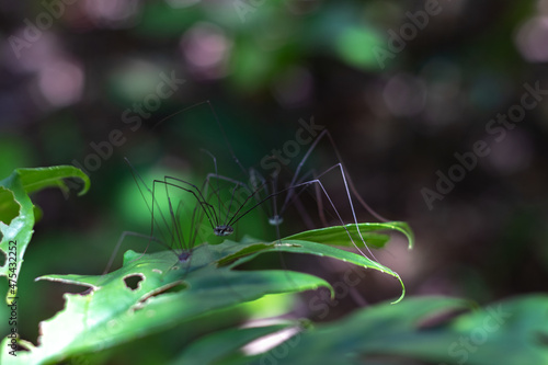 Closeup of Leiobunum rotundum, species of harvestman. They are found in the western Old World. photo