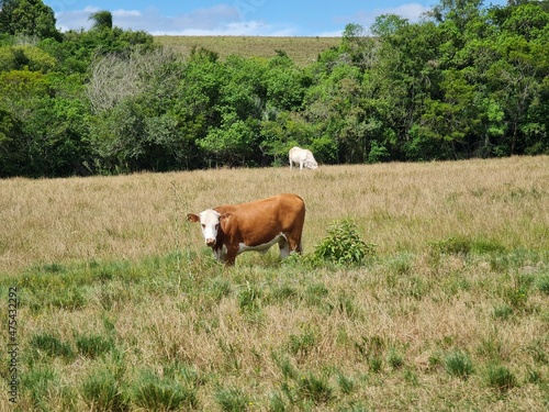 vaca  boi  fazenda  agroneg  cio  leite  carne