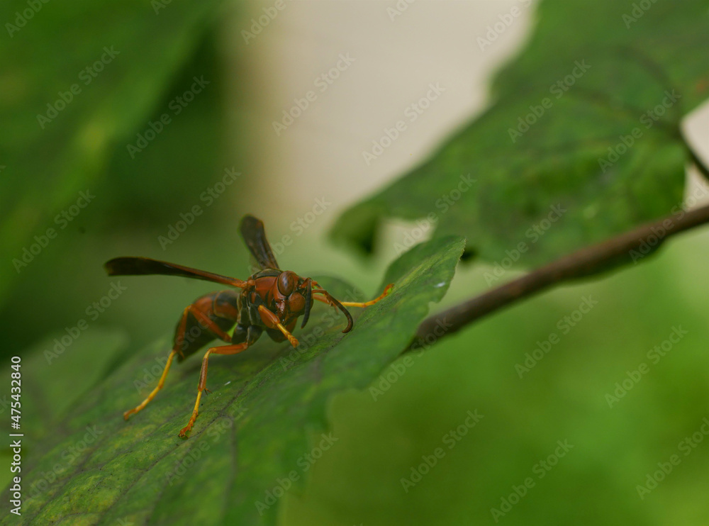 Fototapeta premium Paper wasp, polistes Gallicus.