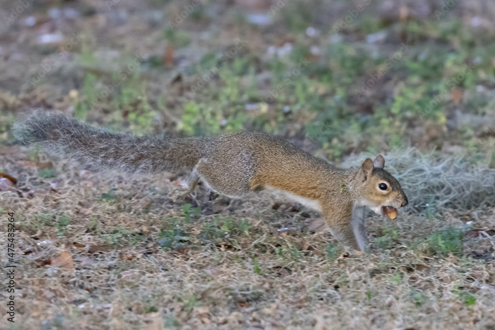Naklejka premium Squirrel Running with Nut in Mouth