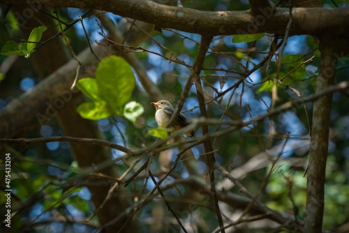 Beautiful Pale-billed flowerpecker bird on a tree branc photo