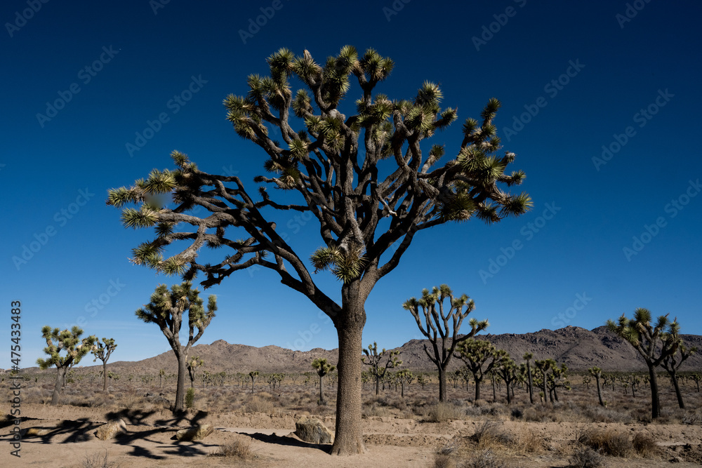 Looking Up At A Giant Joshua Tree Against A Blue Sky