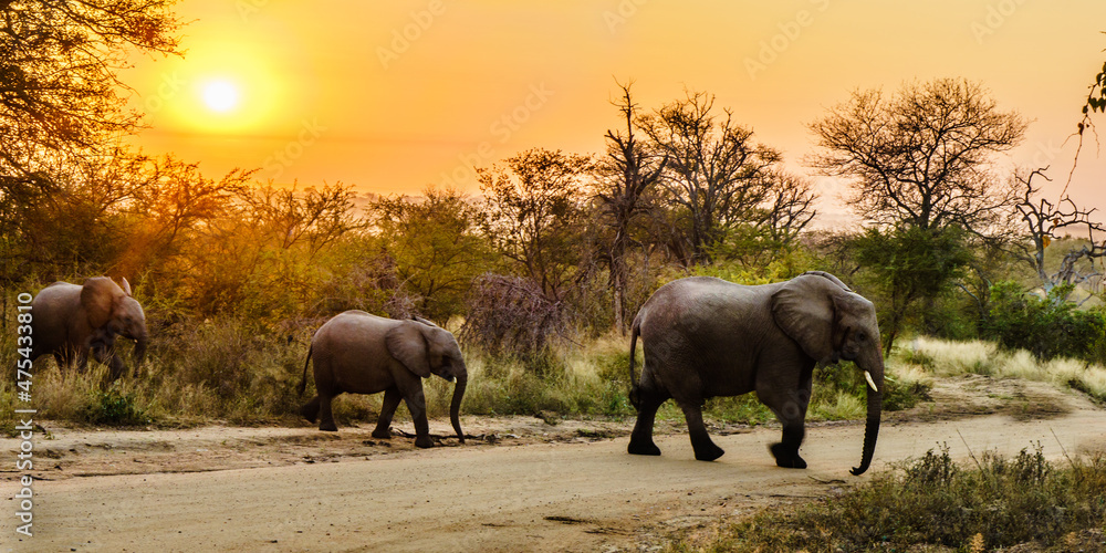 African Elephants Family Sunrise