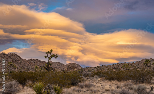 Lenticular Cloud Gathers Over Joshua Tree At Sunset