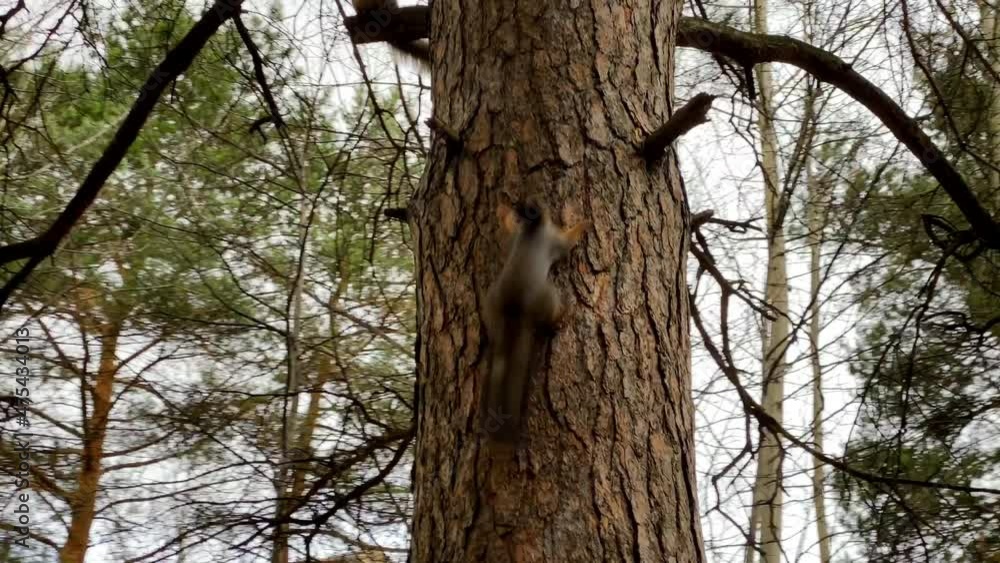 Two squirrels running up the trunk of a pine tree. Two squirrels running up the trunk of a pine tree.