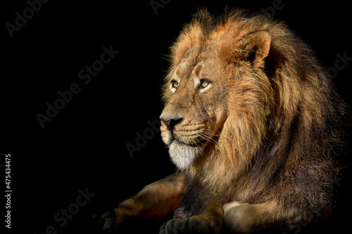 Lion , King of the jungle , Portrait Wildlife animal © Vieriu
