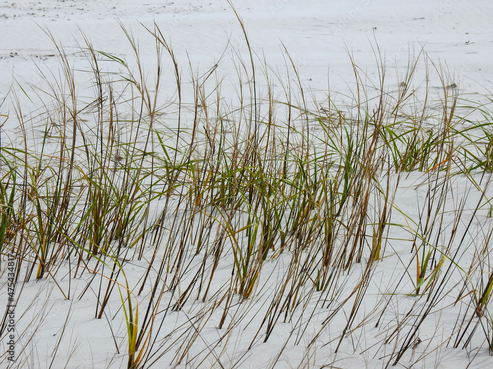 Hardy grass growing on a wind swept sandy beach in New Smyrna Beach, Florida Hardy grass growing on a wind swept sandy beach in New Smyrna Beach, Florida