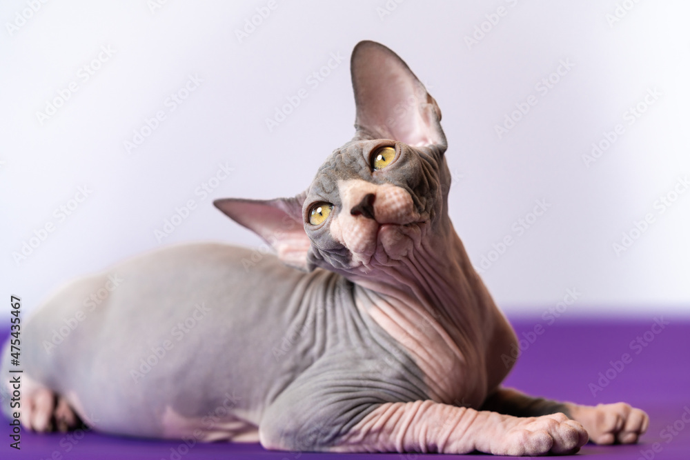 Luxury Sphynx Hairless cat posing in front of camera in studio against white background, lying at purple floor, showing long neck, pointed ears, big yellow eyes and looking up. Kitten is 4 months old.