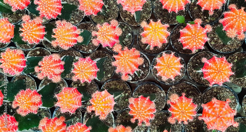 Orange cactus flower Orange cactus flower