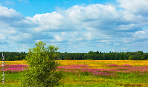 Farmland and flower fields, Estonia