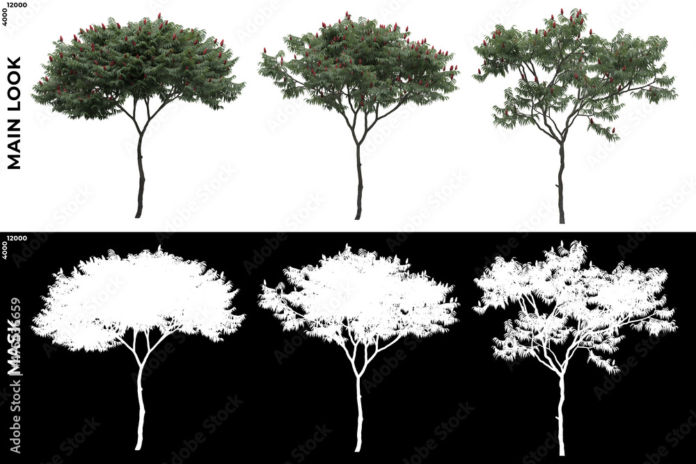 Fototapeta premium Front views of Generic Trees with alpha mask to cutout and PNG editing. Forest and Nature Compositing. 