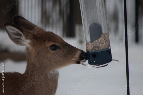 Young deer's snout touching the feeder in the snowy outdoors photo