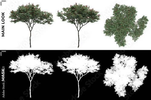 3D Rendering of Front, Left and Top view of Generic Trees with alpha mask to cutout and PNG editing. Forest and Nature Compositing. 