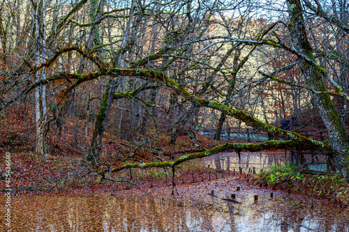 River flowing in an old aautumn park photo