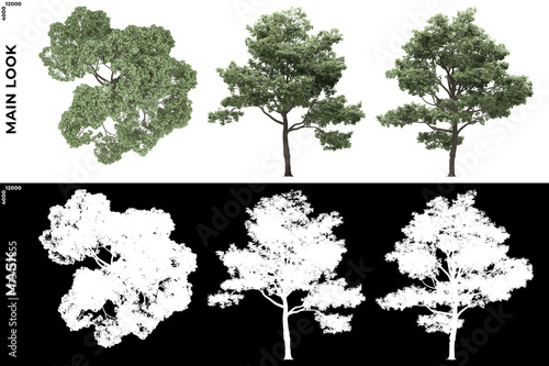 3D Rendering of Front  Left and Top view of Generic Trees with alpha mask to cutout and PNG editing. Forest and Nature Compositing.  