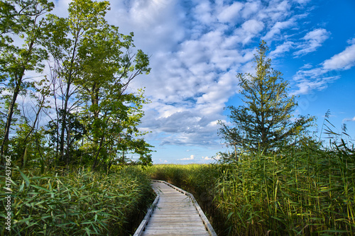 Wooden walkway surrounded by greenery photo