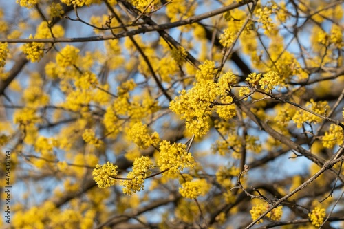 Fluffy yellow flowers on twigs of dogwood (lat.Córnus mas) in early spring © ok_fotoday