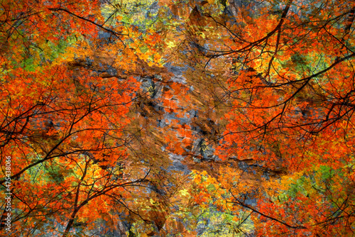 Autumn tree abstract, fall foliage