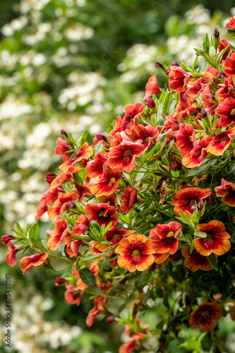 Hanging planters of Calibrachoa, or Million Bells or Trailing Petunia. They are herbaceous plants with a woody shoot axis that grows annual or perennial.