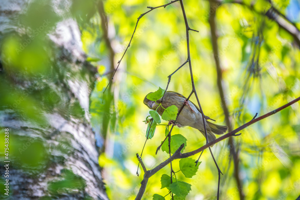 Green and yellow songbird, The European greenfinch sitting on a branch in spring. Green and yellow songbird, The European greenfinch sitting on a branch in spring.