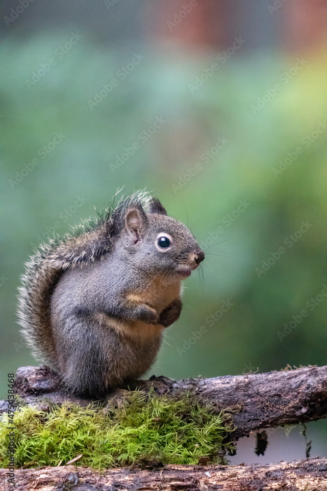 Douglas Squirrel standing on a log. Douglas Squirrel standing on a log.