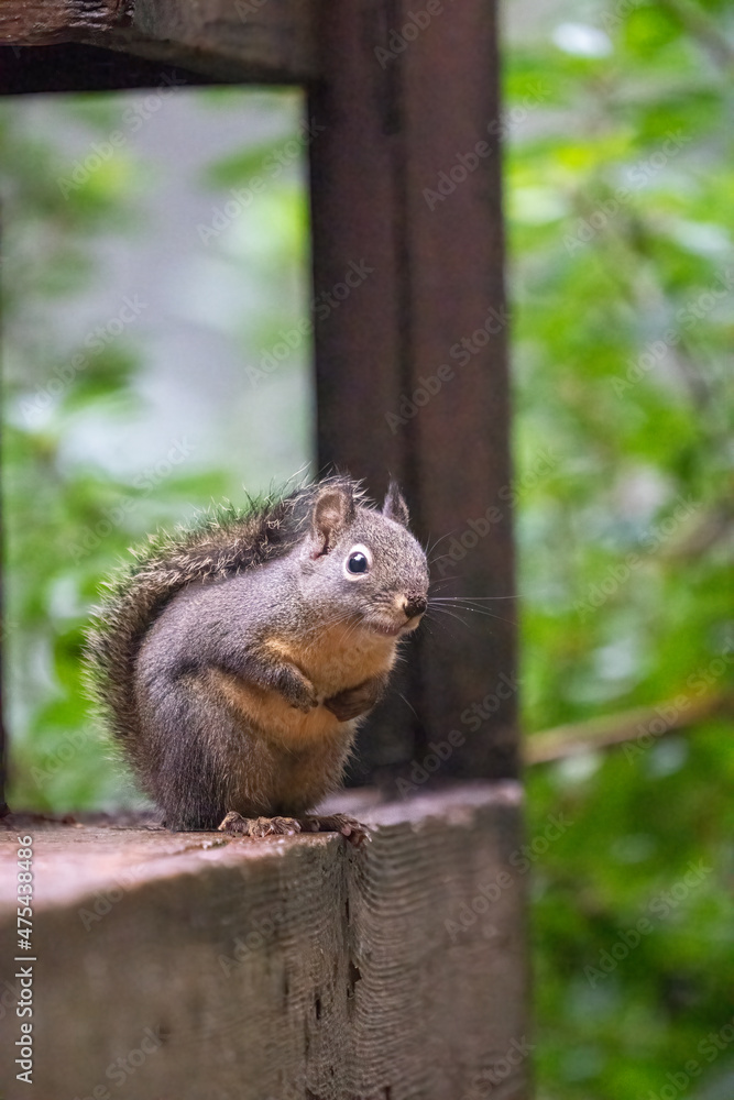 Douglas Squirrel cautiously standing on a wooden deck. Douglas Squirrel cautiously standing on a wooden deck.